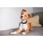 A cute red and white mixed breed puppy lying on a couch and listening with a head tilt